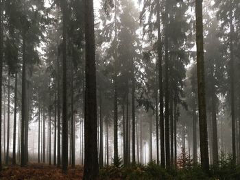 Trees in forest against sky