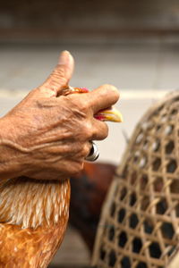 Close-up of hand holding bird