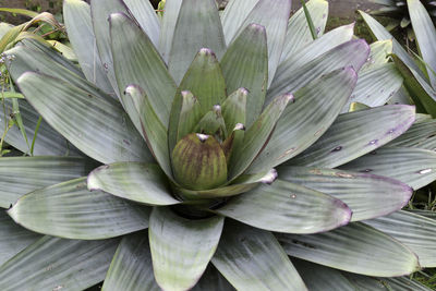 Full frame shot of plant