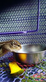 Close-up of crab in cage