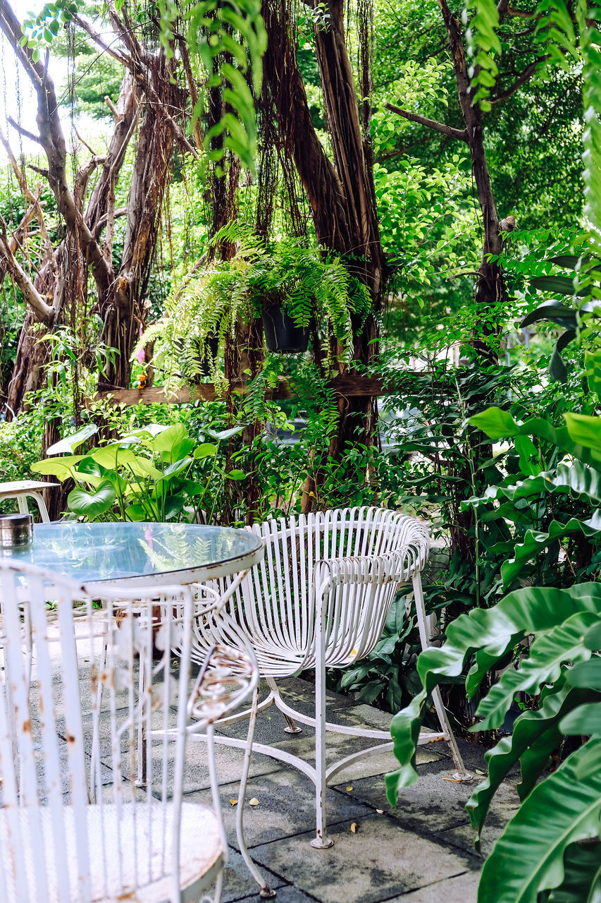 EMPTY CHAIRS IN YARD