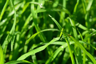 Close-up of wet grass