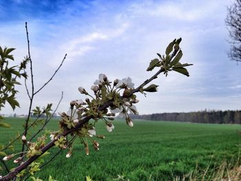 Scenic view of field against sky