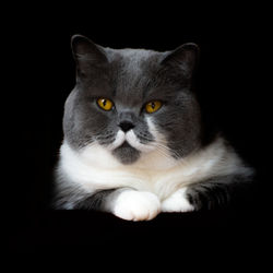 Close-up portrait of cat sitting against black background