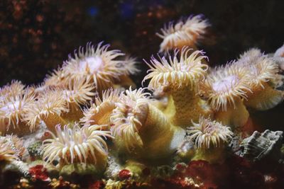 Close-up of coral underwater