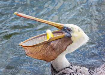 Close-up of pelican fishing on lake