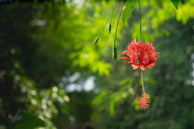 Close-up of red flowering plant