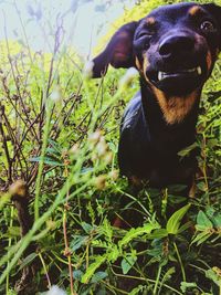 Close-up of dog on field