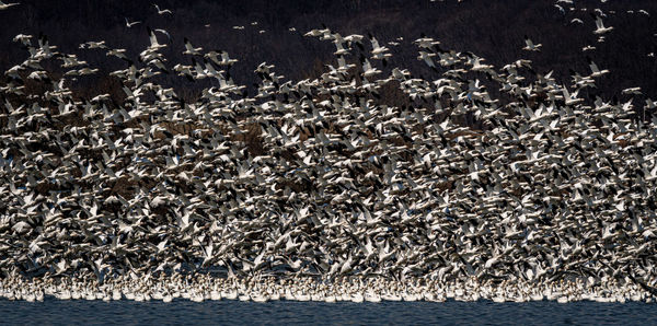 View of birds in sea