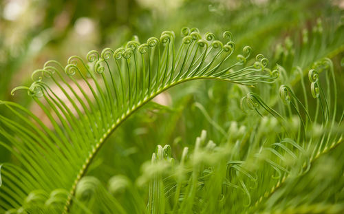 Close-up of wet plant leaves