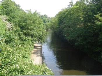 Scenic view of river amidst trees in forest