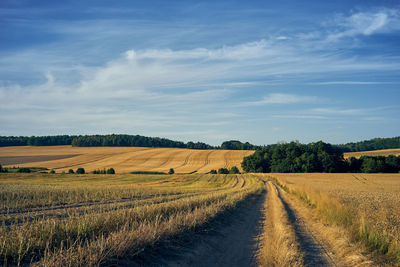 Scenic view of agricultural field against sky