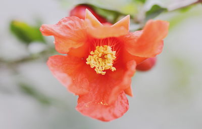 Close-up of red flower