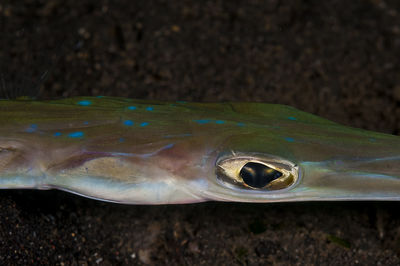 Close-up of fish underwater