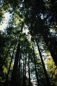 Low angle view of trees in forest