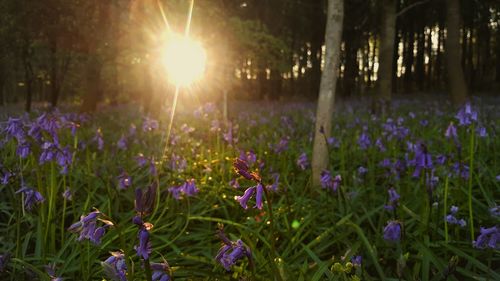 Close-up of purple crocus flowers blooming on field