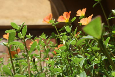 Close-up of flowers