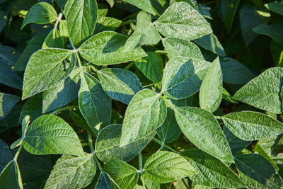 Full frame shot of plants