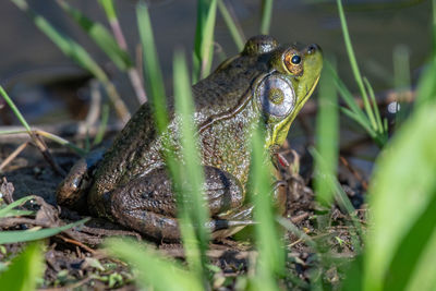 Mosquito feeding on a northern green frog - michigan