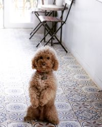 A cute brown poodle standing and waiting for a cuddle indoors