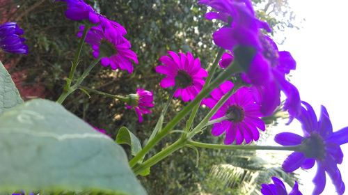 Close-up of purple flowers blooming outdoors