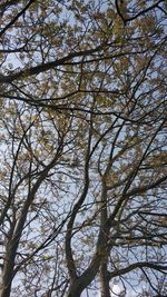 Low angle view of bare tree against sky