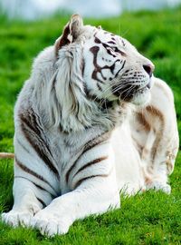 Close-up of white tiger