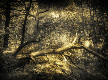 Trees in forest