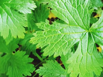 High angle view of leaves on plant