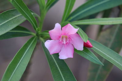 Close-up of pink flowering plant