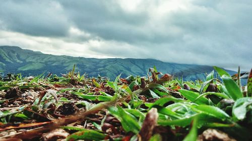 Plants growing on field against sky