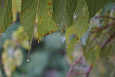 Close-up of leaves