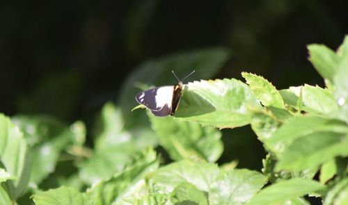 Close-up of insect on leaf
