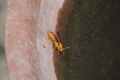 Close-up of spider on wall