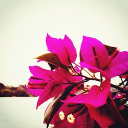 Close-up of pink flowers against clear sky