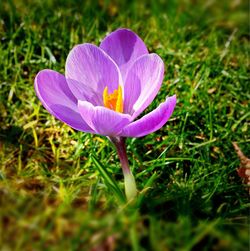 Close-up of purple flowers blooming in field