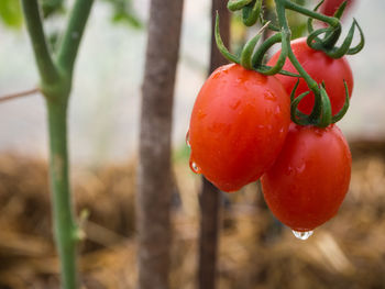 Close-up of wet red berries growing on plant