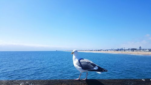 Bird perching on blue sea against sky