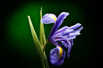 Close-up of flowers over black background