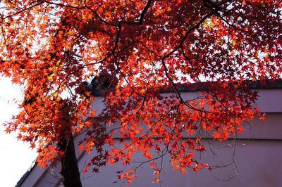 Low angle view of trees