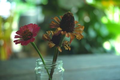 Close-up of flowering plant in vase on table