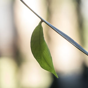 Close-up of plant