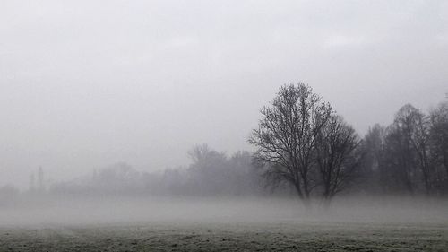 Bare trees on field against sky during winter