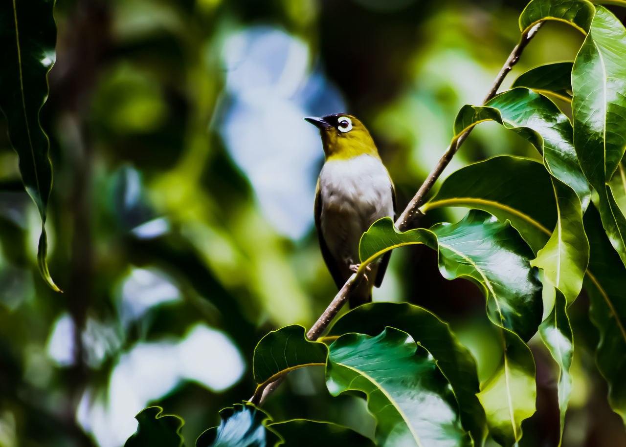 BIRD PERCHING ON A TREE