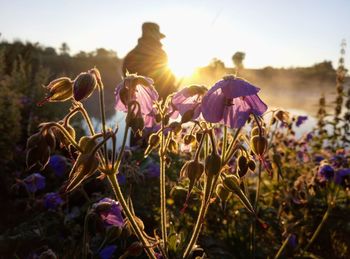 Close-up of flowers growing in field