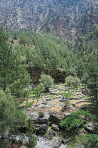 High angle view of trees in forest