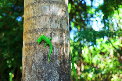 Close-up of lizard on tree trunk in forest