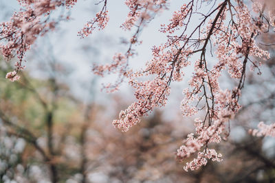 Close-up of pink cherry blossom tree