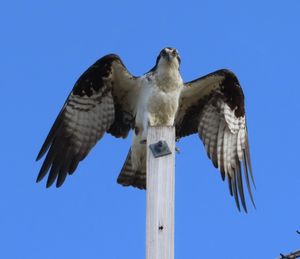 Low angle view of eagle flying against clear blue sky