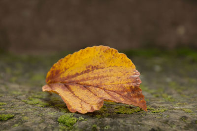 Close-up of dry autumn leaf